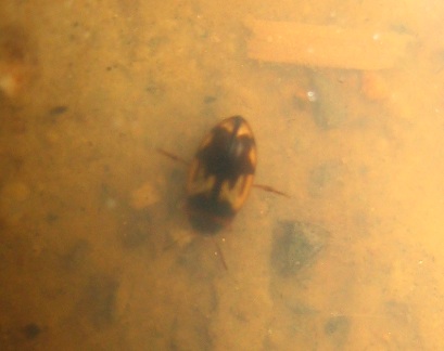 Coleottero (semi-)acquatico: Hydroglyphus geminus